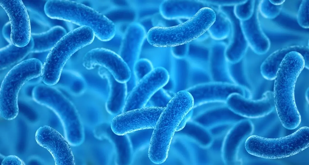 Lose weight with probiotics